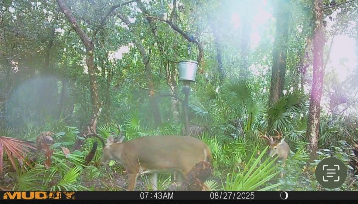 GILLETTE RD, ZOLFO SPRINGS, FL, 33890