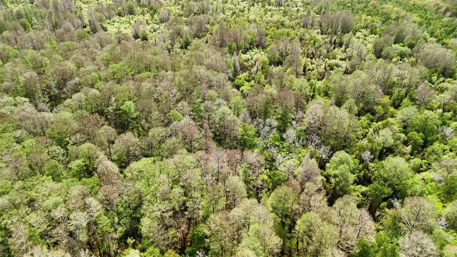 GILLETTE RD, ZOLFO SPRINGS, FL, 33890