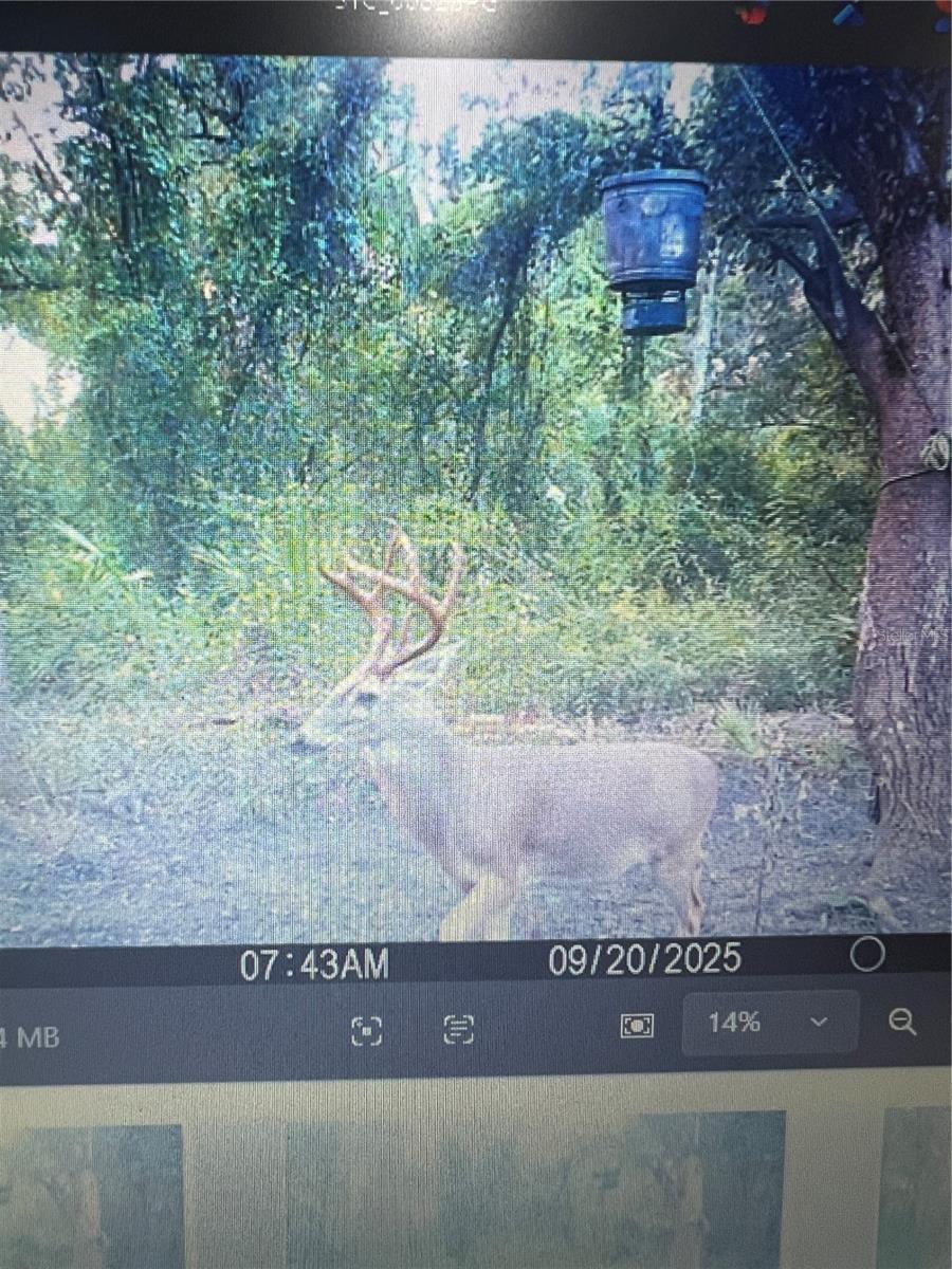 GILLETTE RD, ZOLFO SPRINGS, FL, 33890