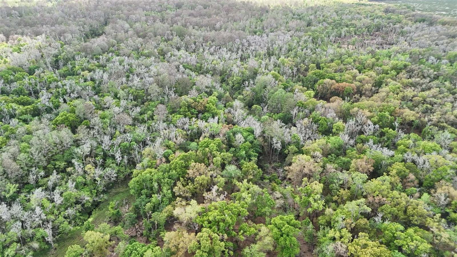 GILLETTE RD, ZOLFO SPRINGS, FL, 33890