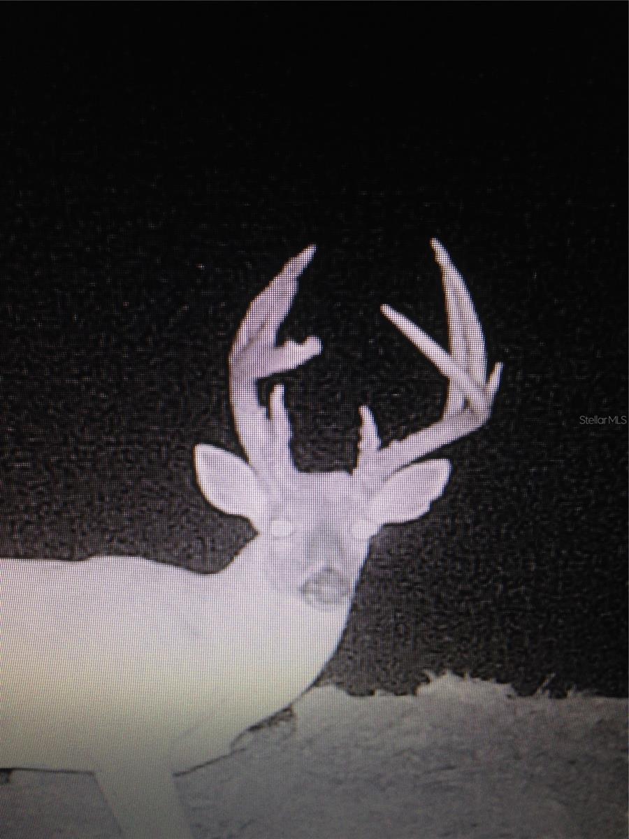 GILLETTE RD, ZOLFO SPRINGS, FL, 33890