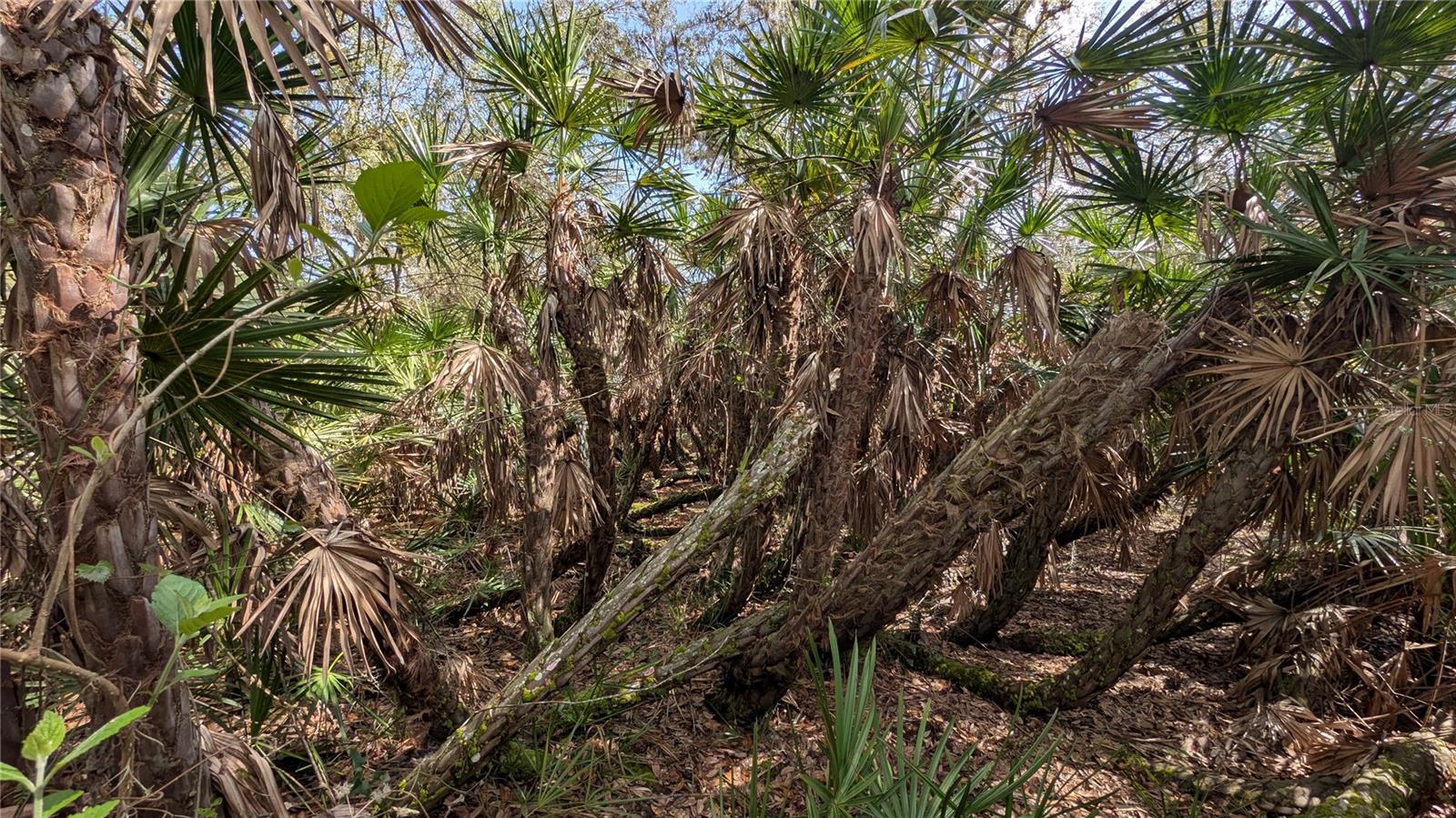 GILLETTE RD, ZOLFO SPRINGS, FL, 33890