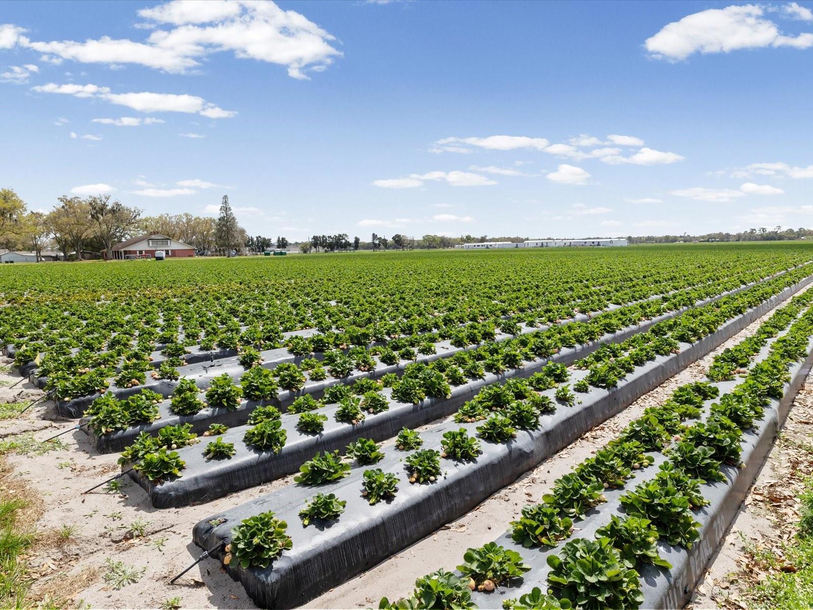 3135 S NORTHVIEW RD, PLANT CITY, FL, 33566