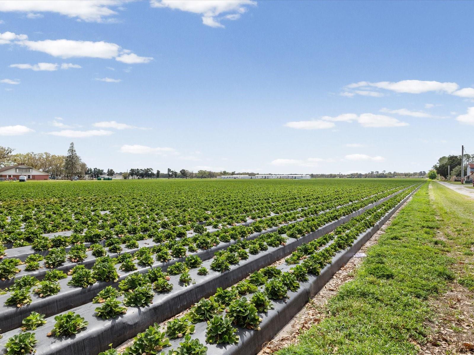 3135 S NORTHVIEW RD, PLANT CITY, FL, 33566