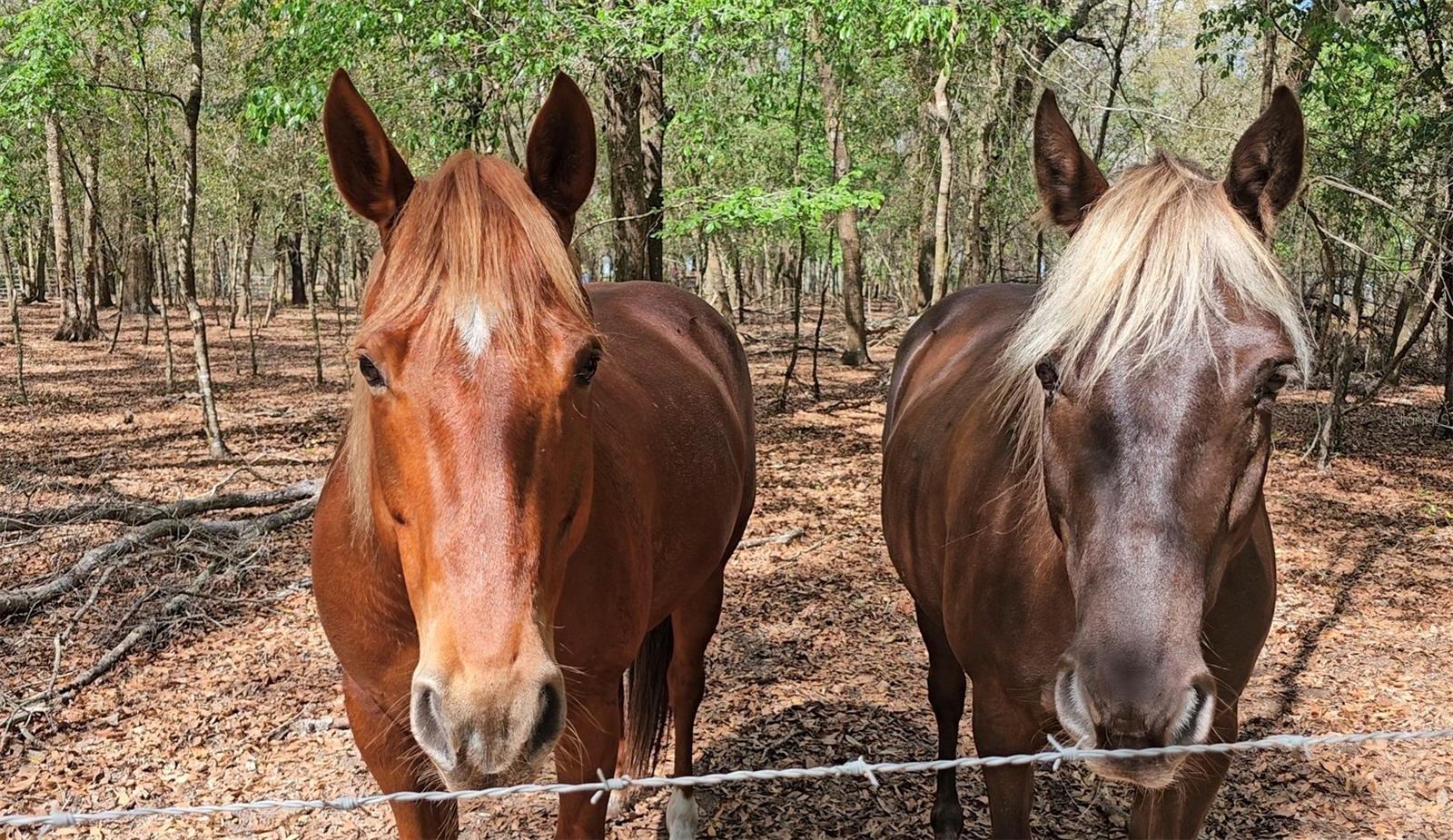 37416 HACKNEY PL, DADE CITY, FL, 33523