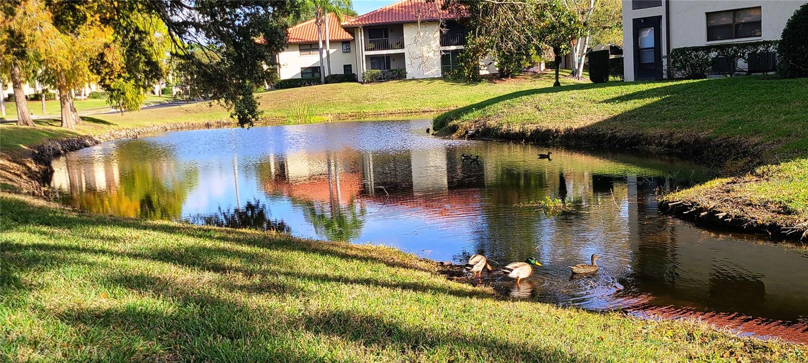 2009 HAMMOCK PINE BLVD #2009, CLEARWATER, FL, 33761