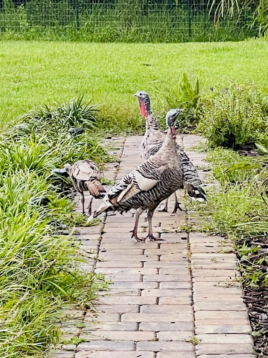 3551 RED BARN LN, ORMOND BEACH, FL, 32174