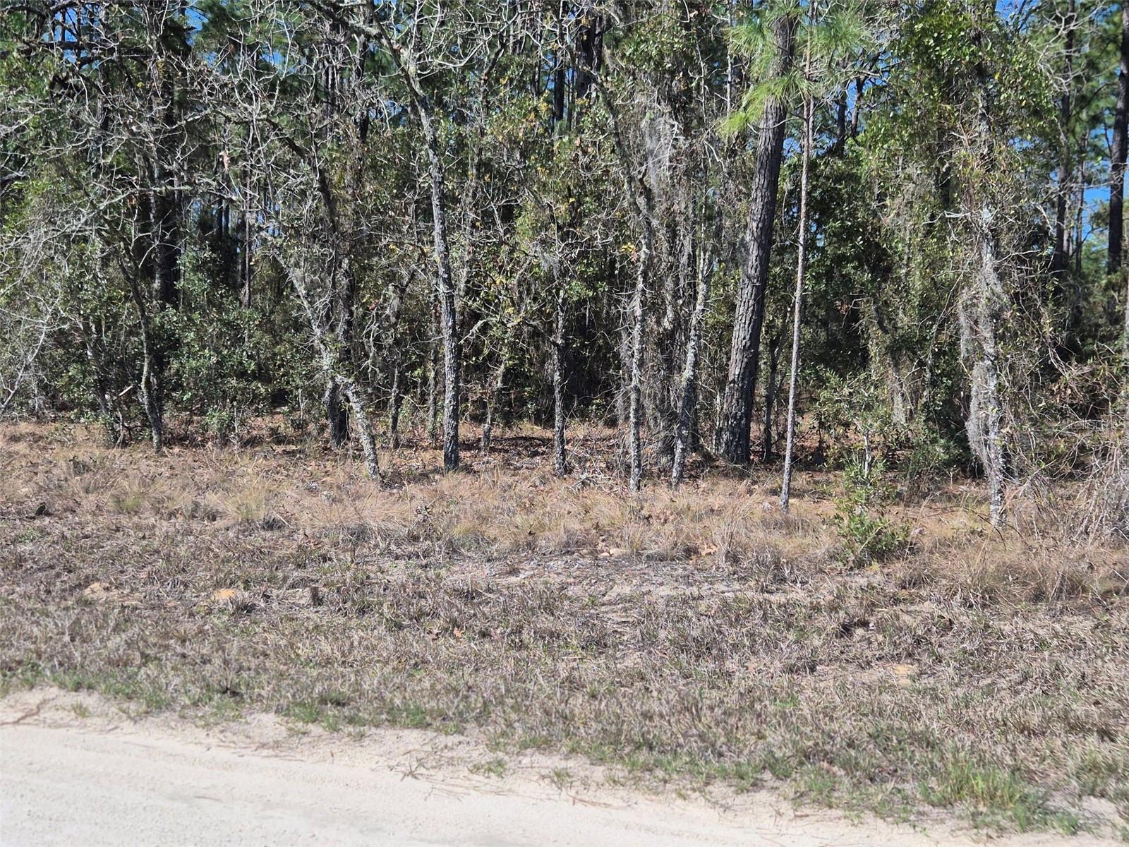 00 NE 137TH AVE, WILLISTON, FL, 32696