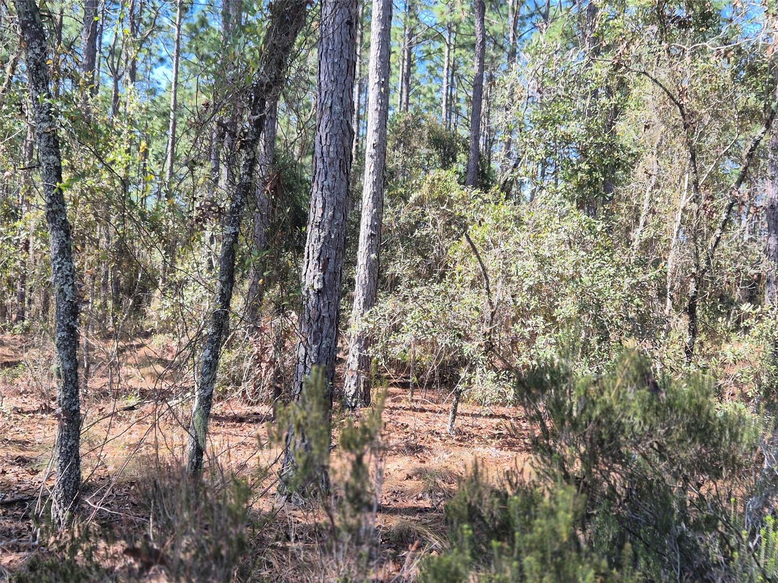 00 NE 137TH AVE, WILLISTON, FL, 32696