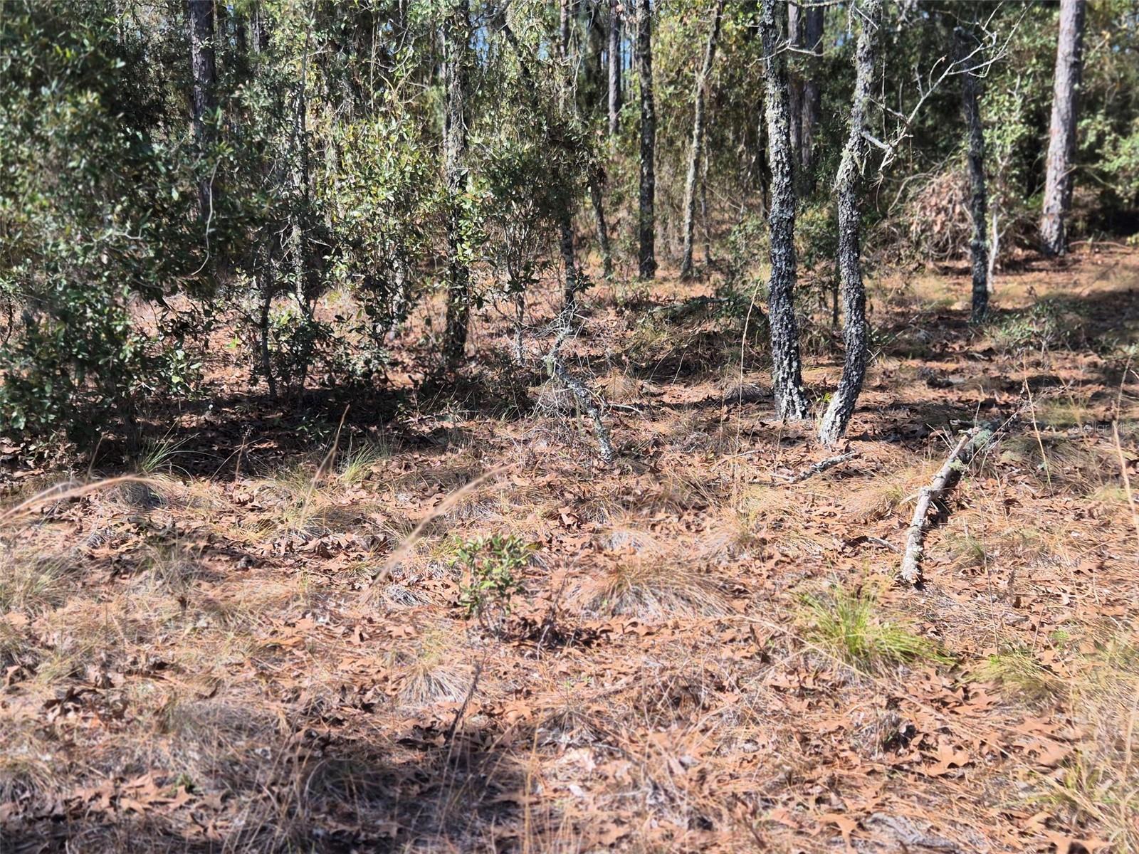 00 NE 137TH AVE, WILLISTON, FL, 32696