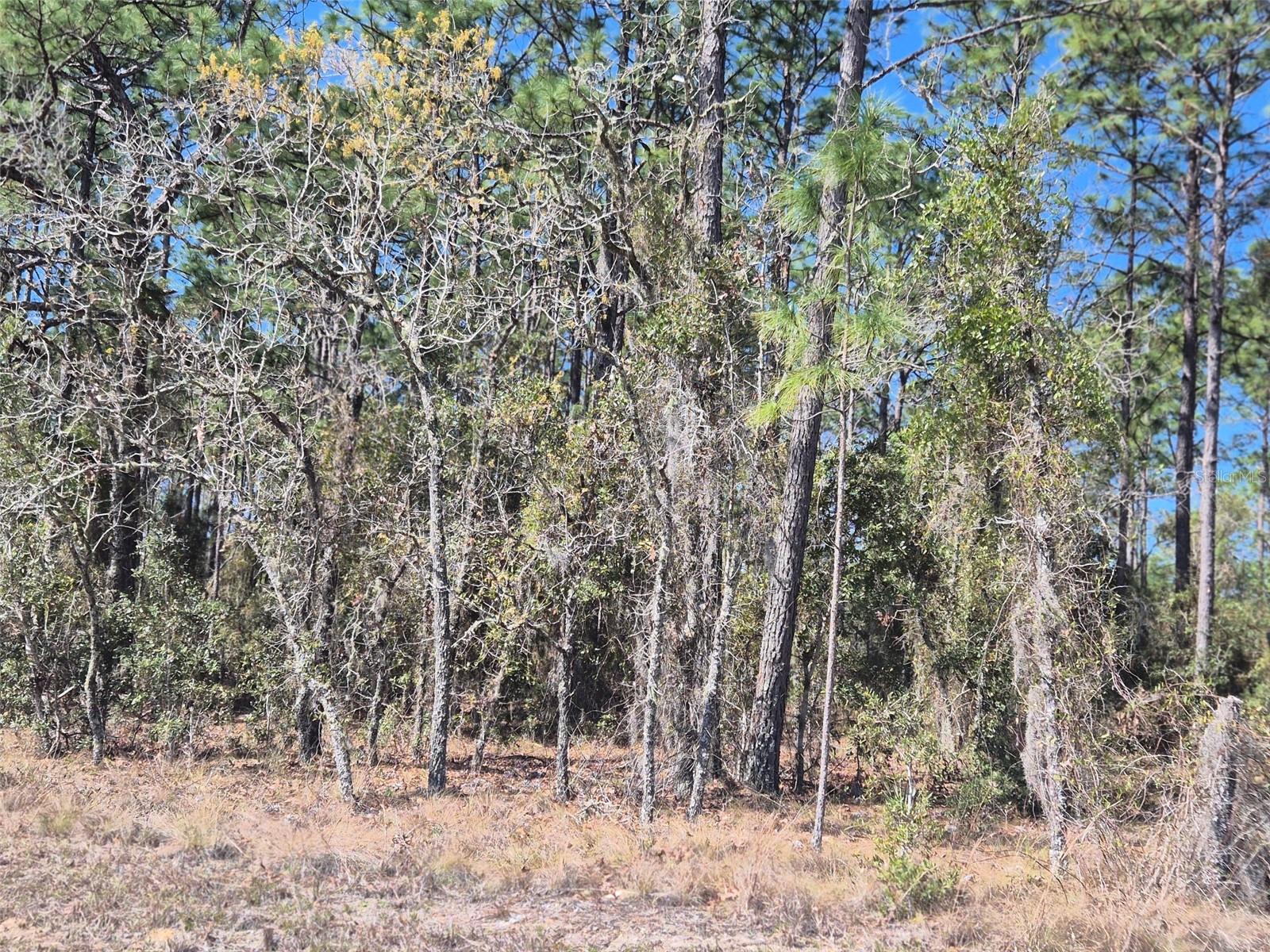 00 NE 137TH AVE, WILLISTON, FL, 32696