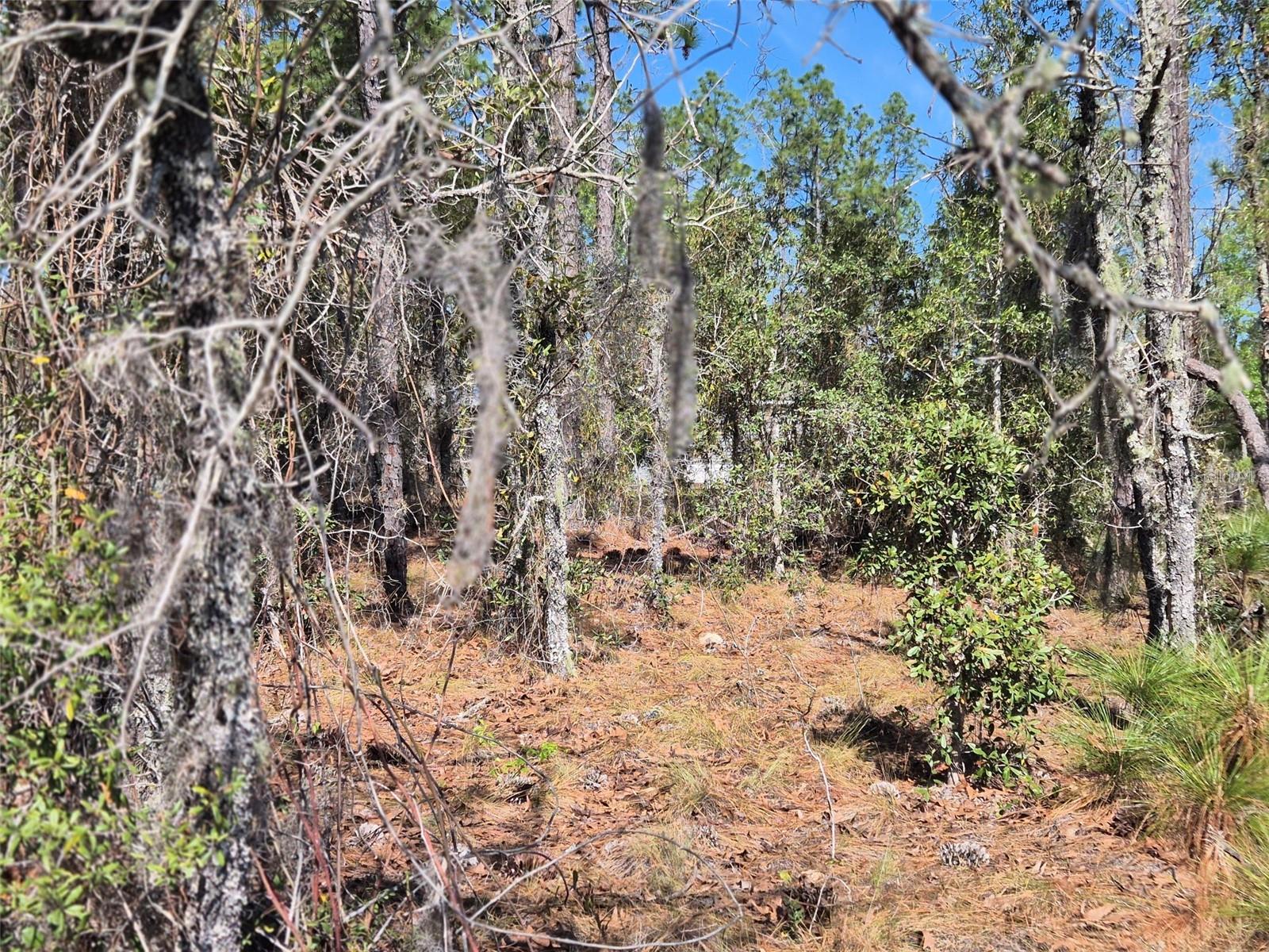 00 NE 137TH AVE, WILLISTON, FL, 32696