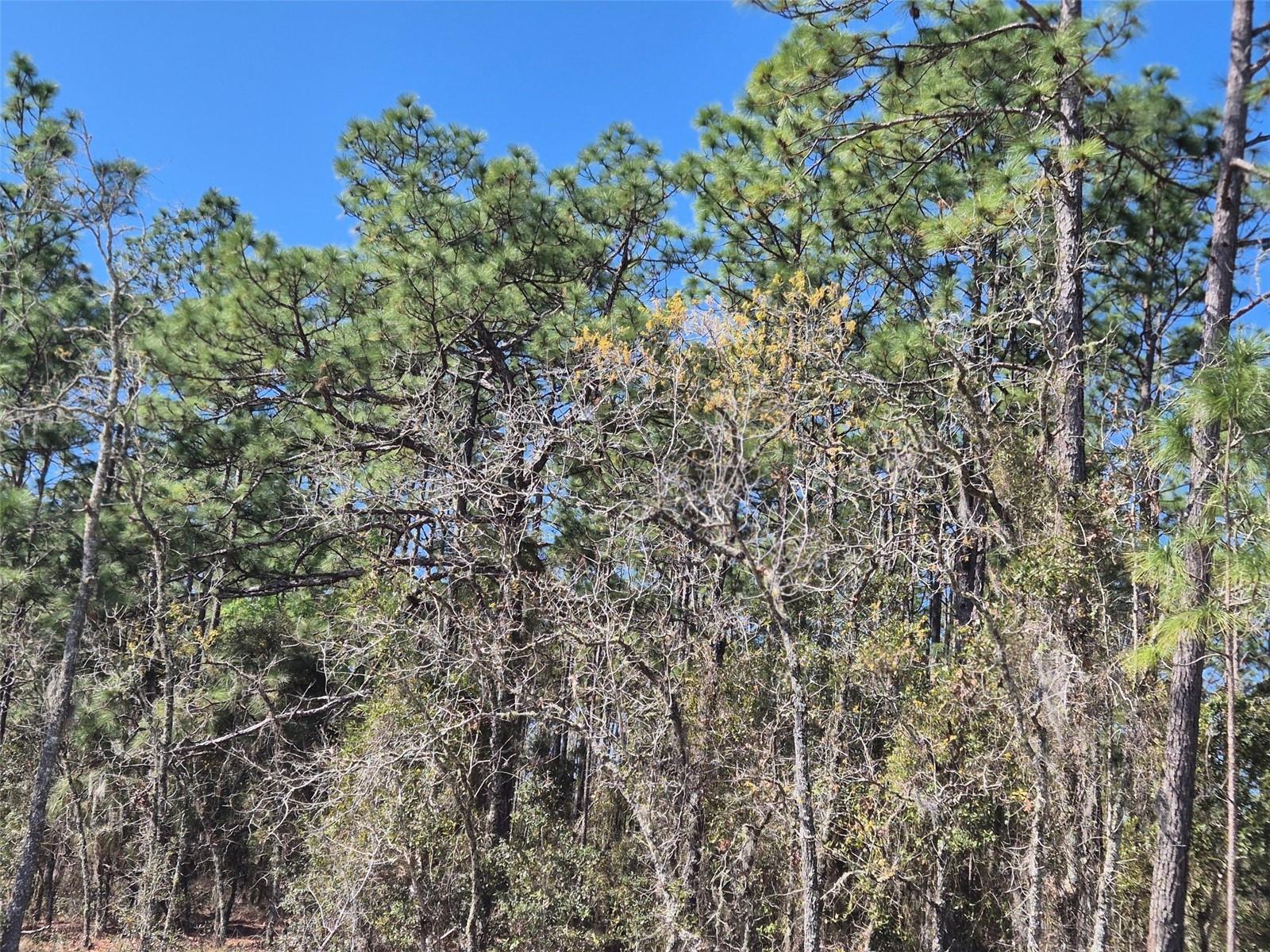 00 NE 137TH AVE, WILLISTON, FL, 32696