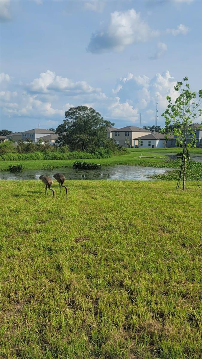 35542 BUTTONWEED, ZEPHYRHILLS, FL, 33541