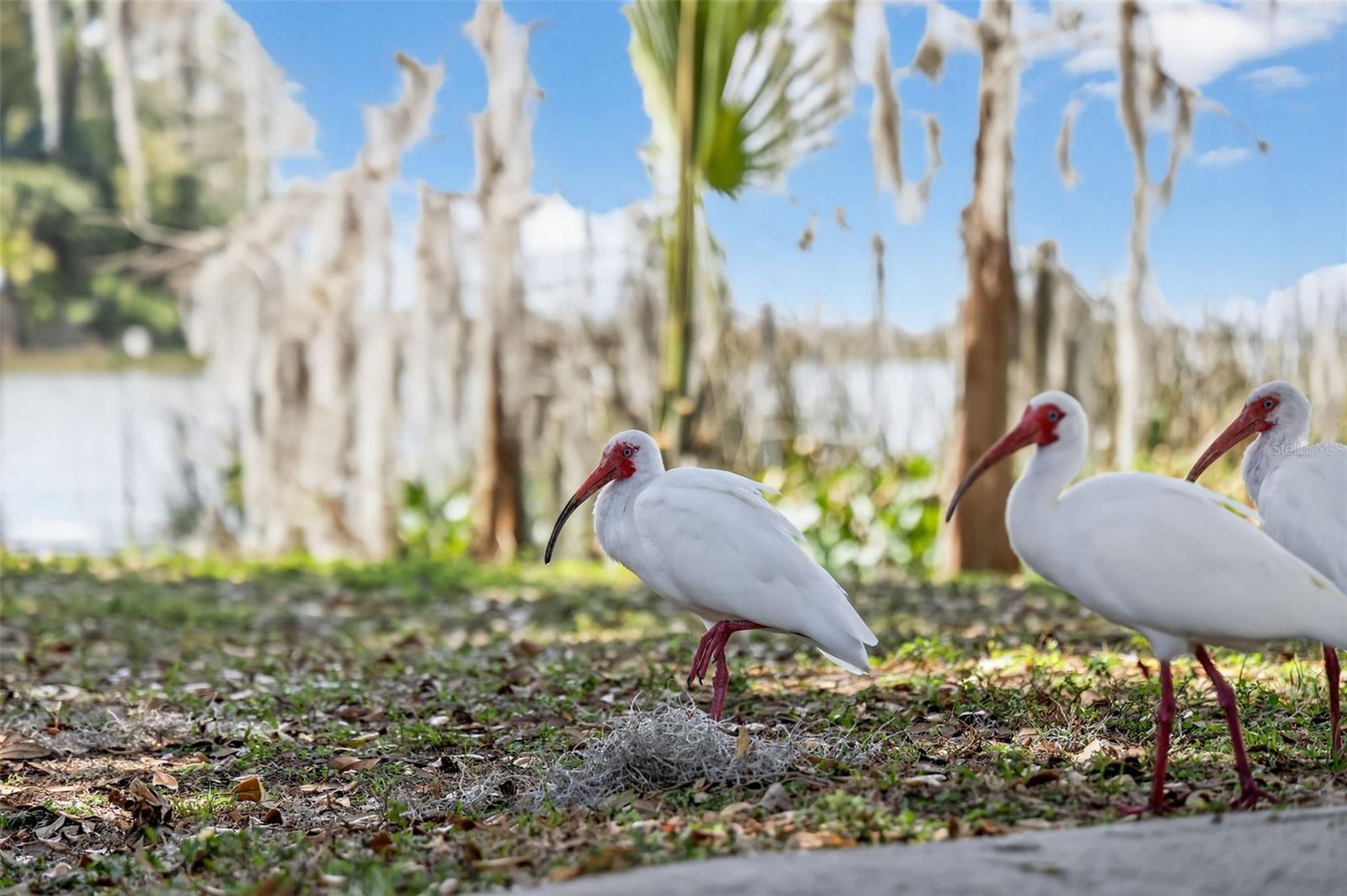 1120 GARDNER LN, MOUNT DORA, FL, 32757