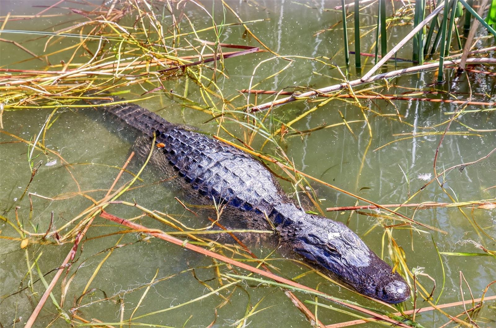 1120 GARDNER LN, MOUNT DORA, FL, 32757