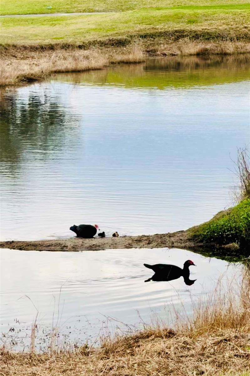 627 ARNOLD PALMER DR, DAVENPORT, FL, 33837