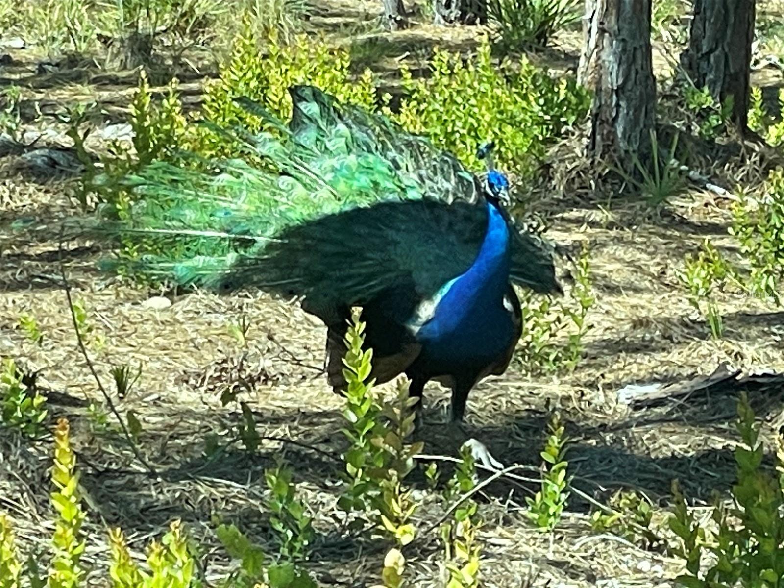 6438 FULLER DR, BOKEELIA, FL, 33922