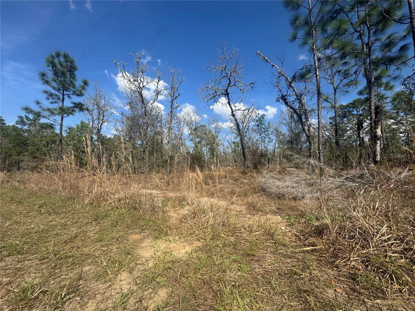 tbd NE 155TH AVE, WILLISTON, FL, 32696