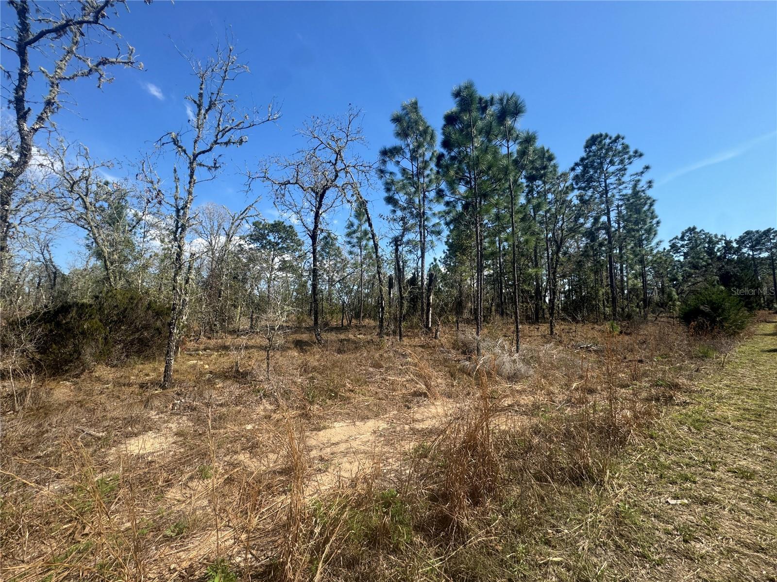 tbd NE 155TH AVE, WILLISTON, FL, 32696