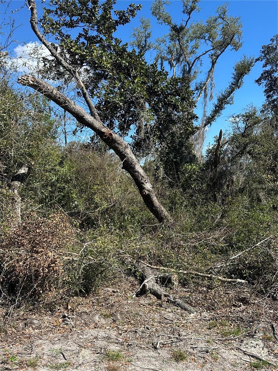 NE 688TH AVE, CROSS CITY, FL, 32628