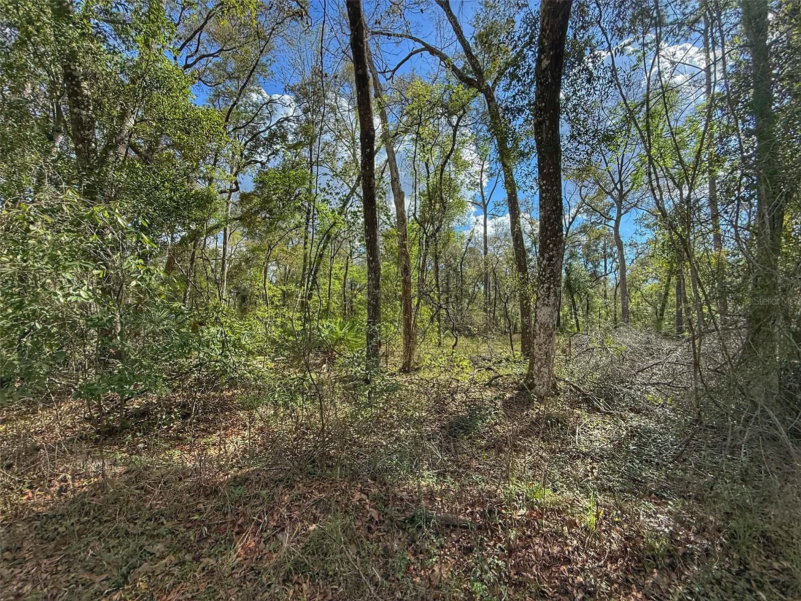 TBD SW 14TH PL, BELL, FL, 32619