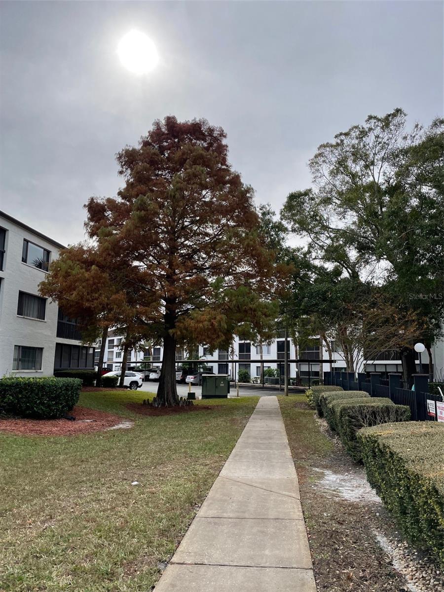 2591 COUNTRYSIDE BLVD #5203, CLEARWATER, FL, 33761