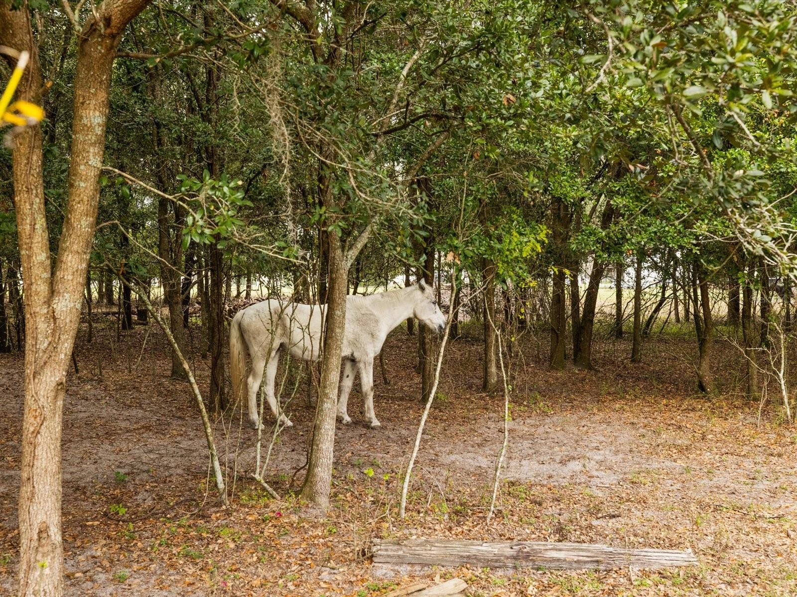 5235 POND VIEW CT, ZEPHYRHILLS, FL, 33541