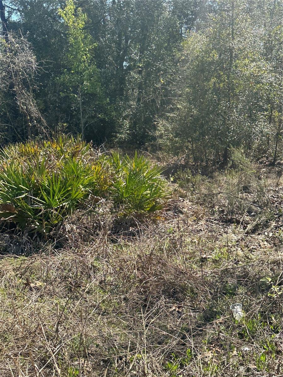 NE 66TH LN, BRONSON, FL, 32621