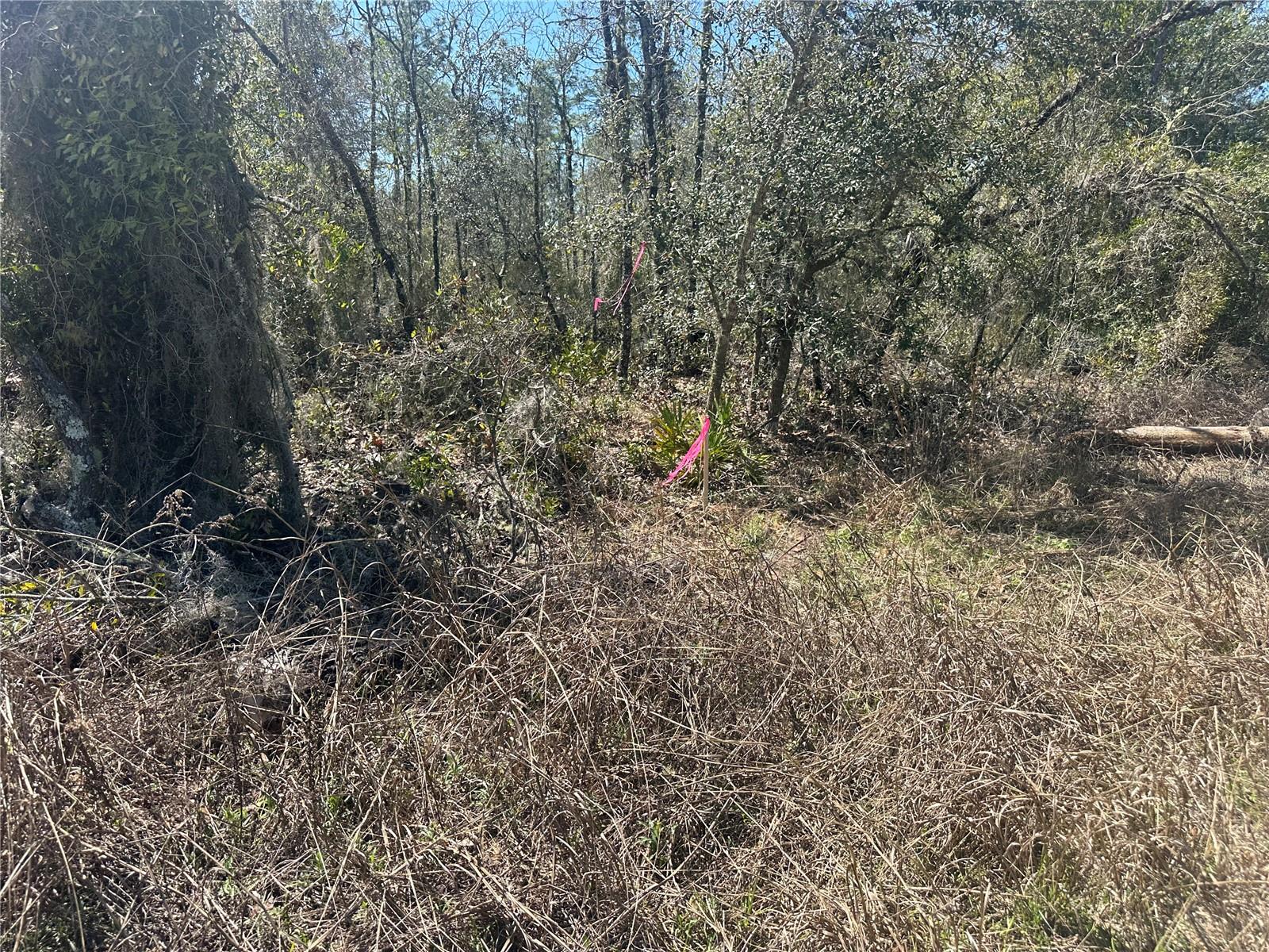 NE 66TH LN, BRONSON, FL, 32621