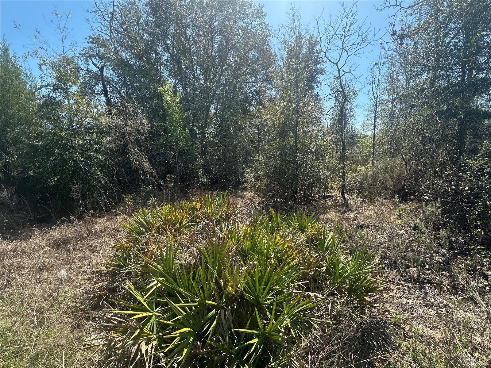 NE 66TH LN, BRONSON, FL, 32621