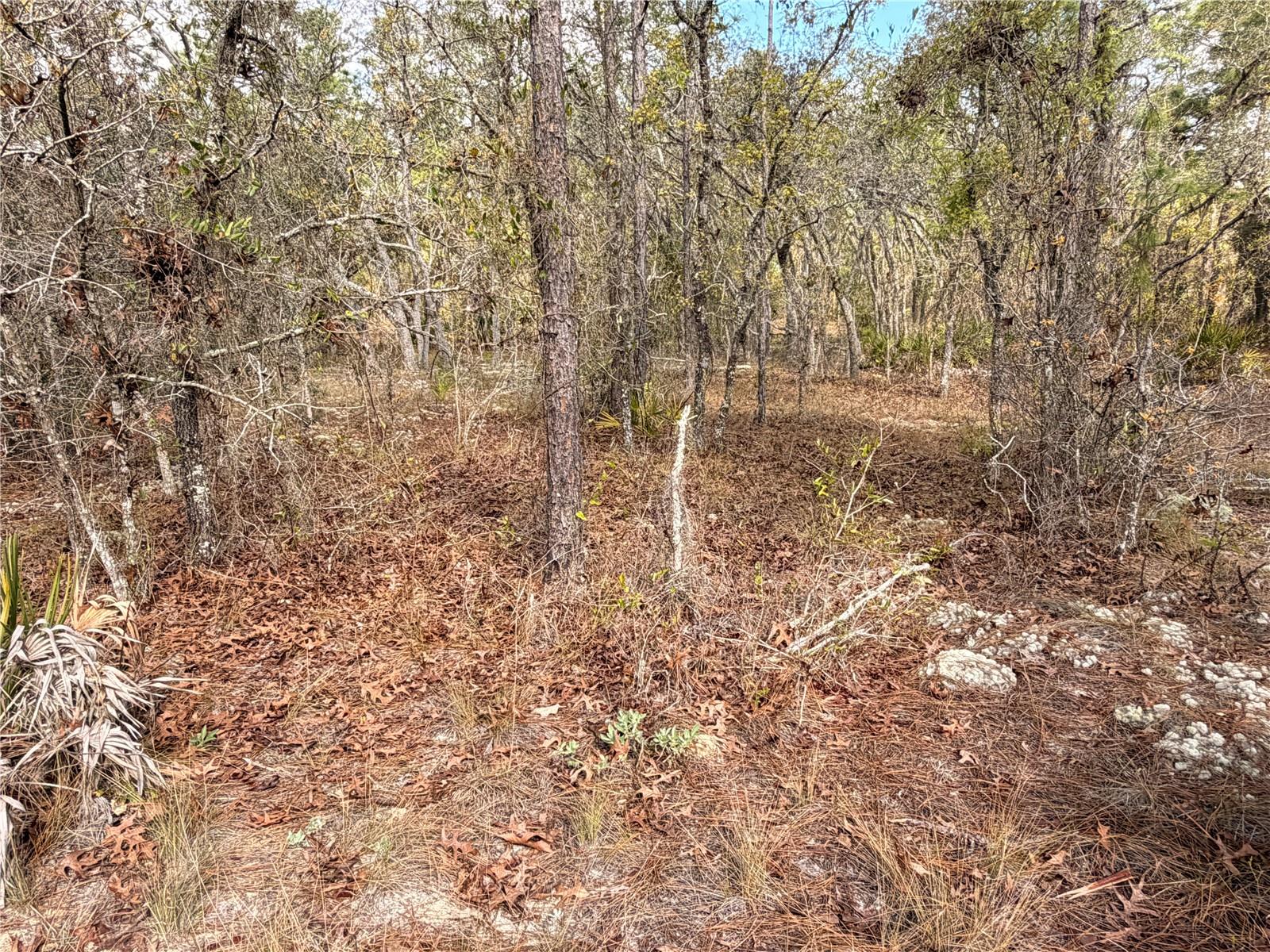 2 LINDER ST, HOMOSASSA, FL, 34446