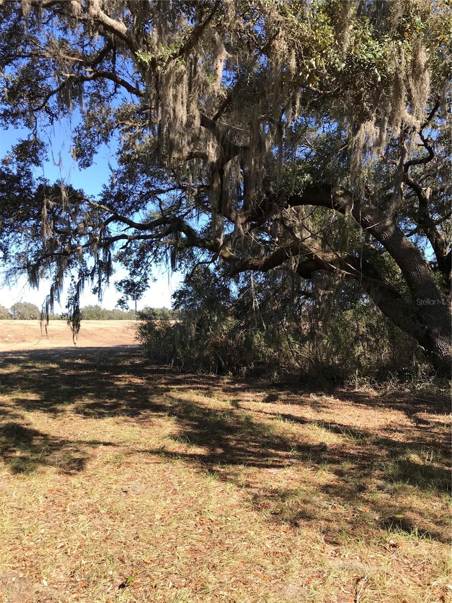 TBD NE 56TH CT, ANTHONY, FL, 32617