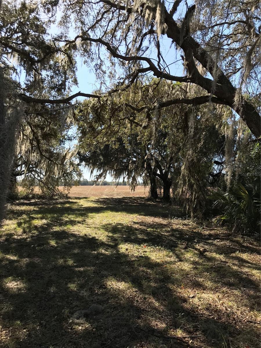 TBD NE 56TH CT, ANTHONY, FL, 32617