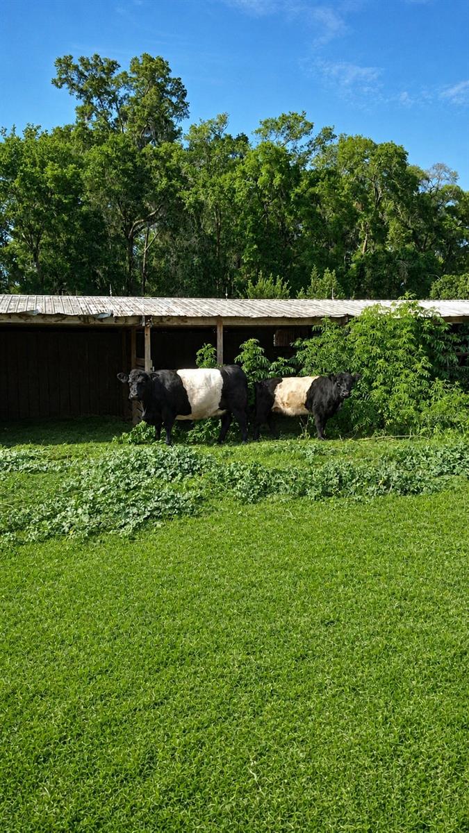 10553 NE 36TH AVE, ANTHONY, FL, 32617