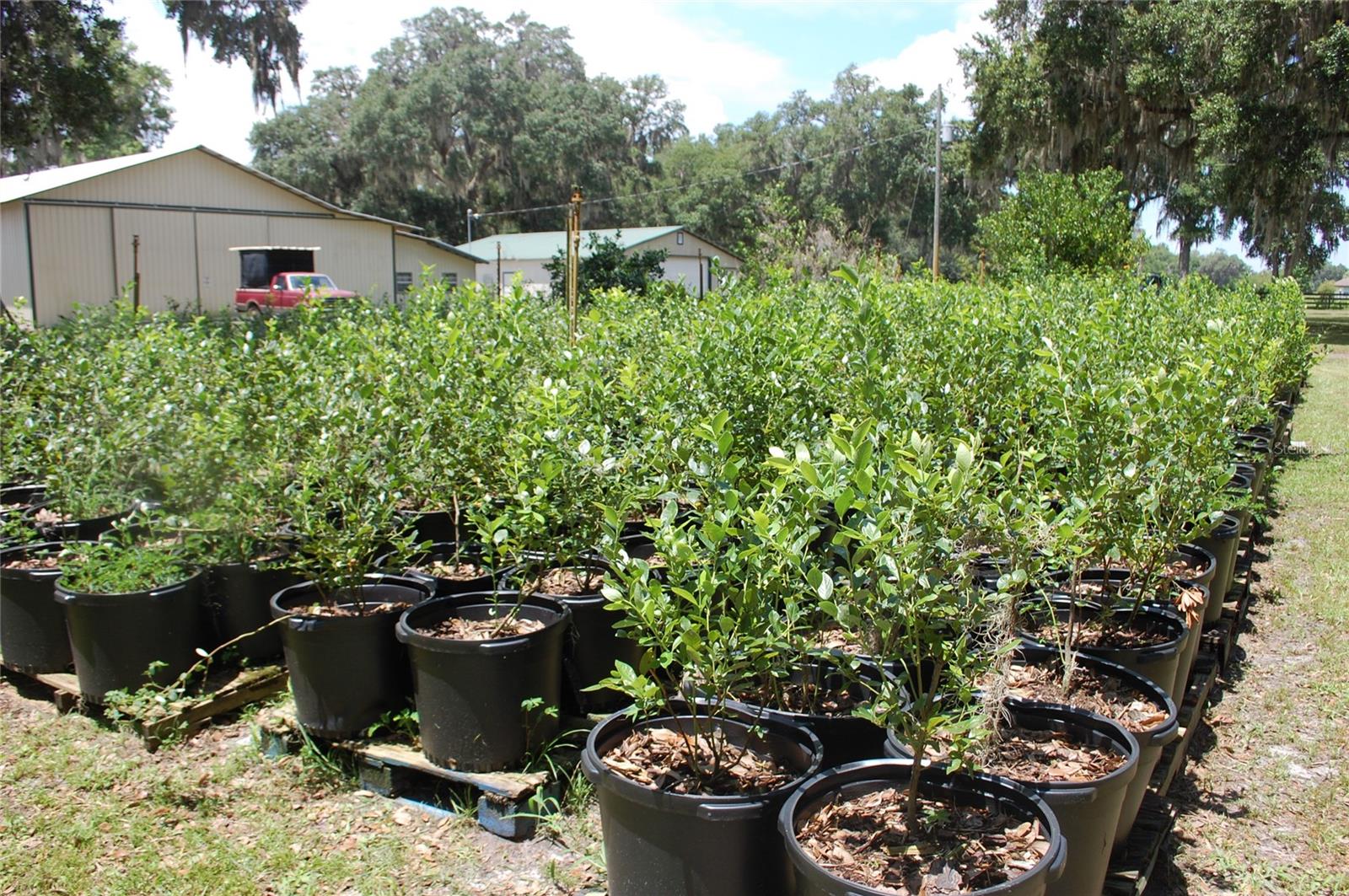 18811 SE 243RD ST, HAWTHORNE, FL, 32640