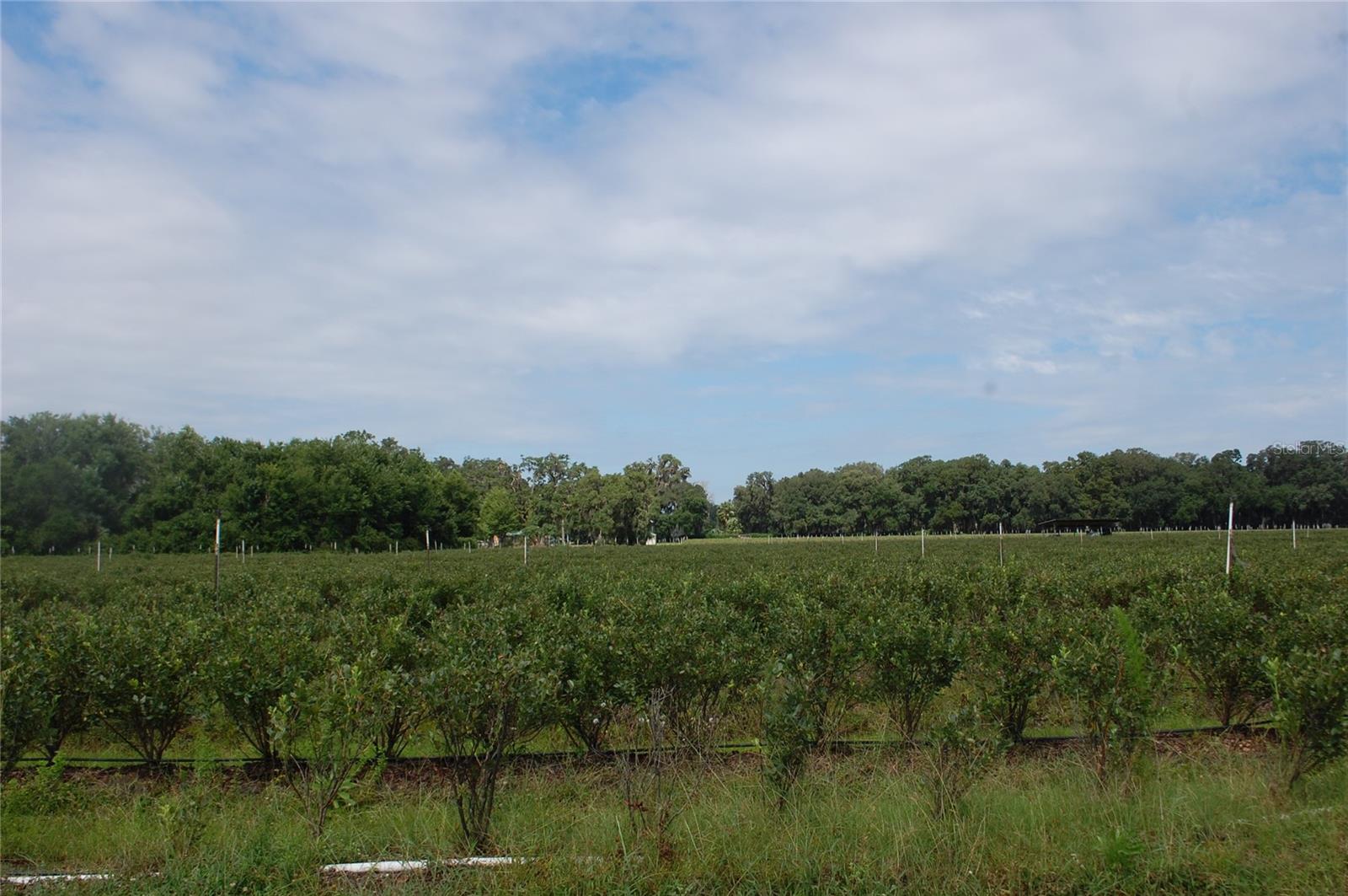18811 SE 243RD ST, HAWTHORNE, FL, 32640