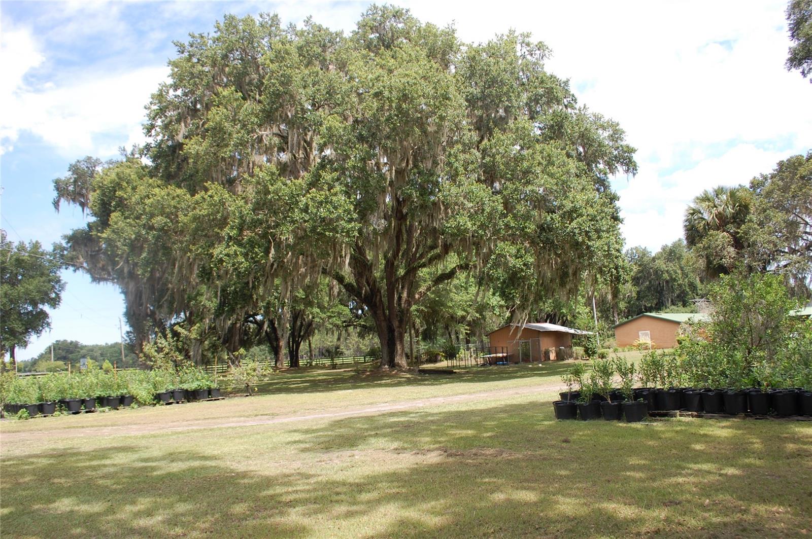18811 SE 243RD ST, HAWTHORNE, FL, 32640