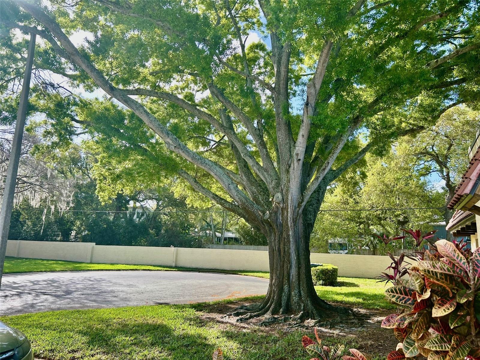 1701 PINEHURST RD #18C, DUNEDIN, FL, 34698