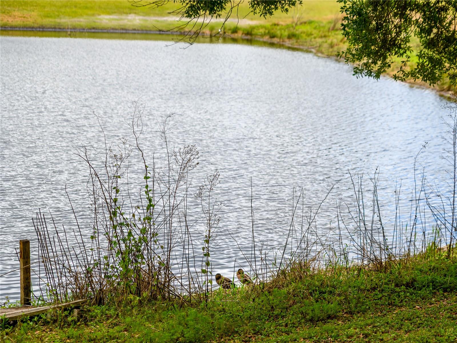 24180 LANDING DR, LUTZ, FL, 33559