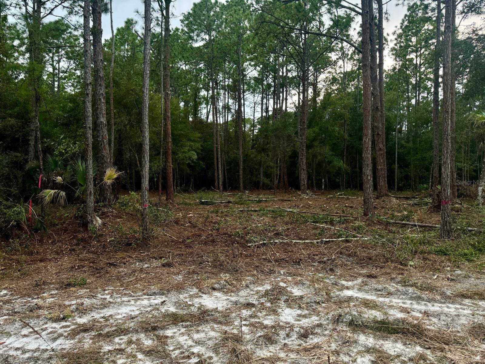 127 LONGTREE ST, GEORGETOWN, FL, 32139