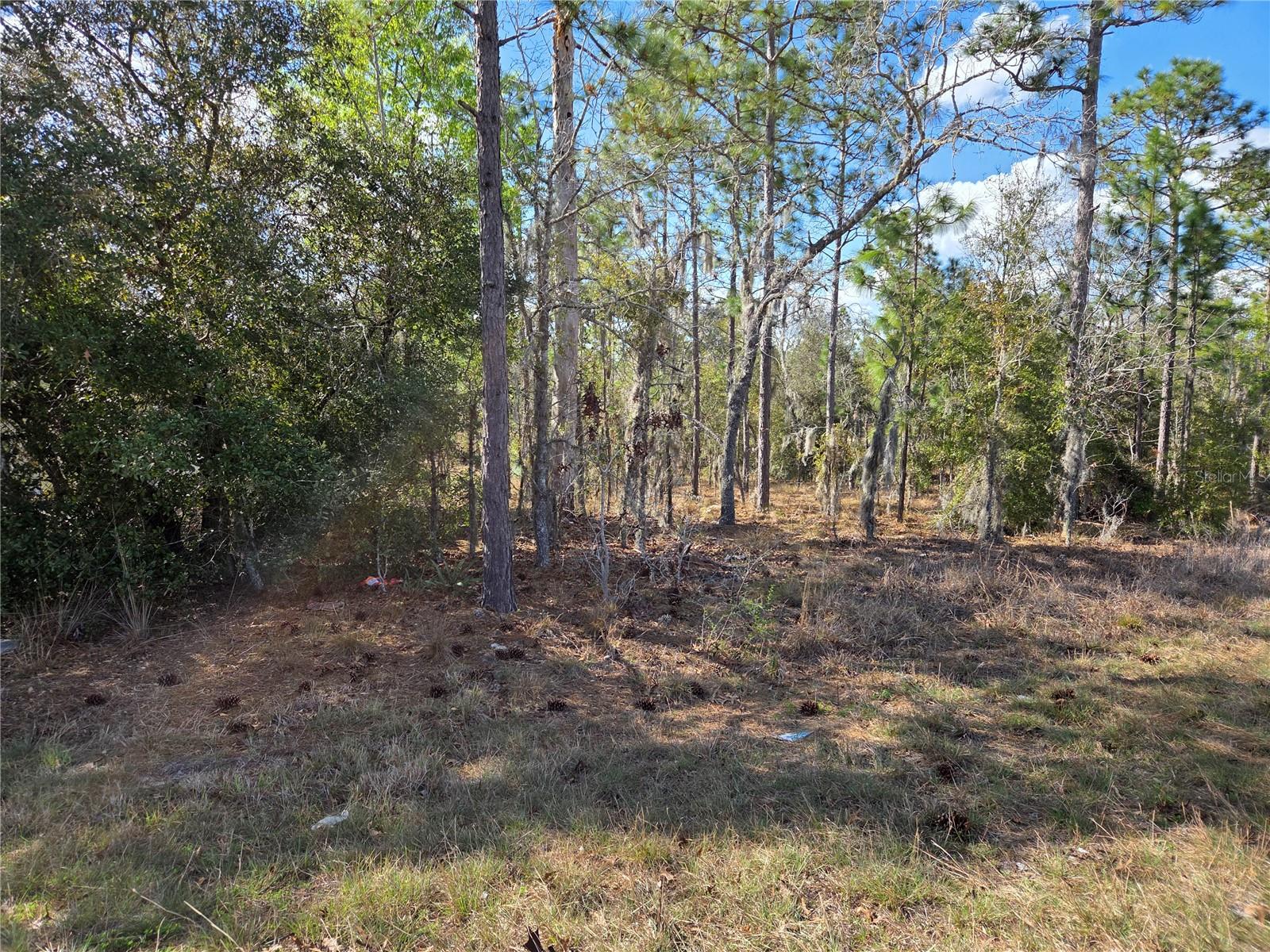 tbd NE 14TH PL, WILLISTON, FL, 32696