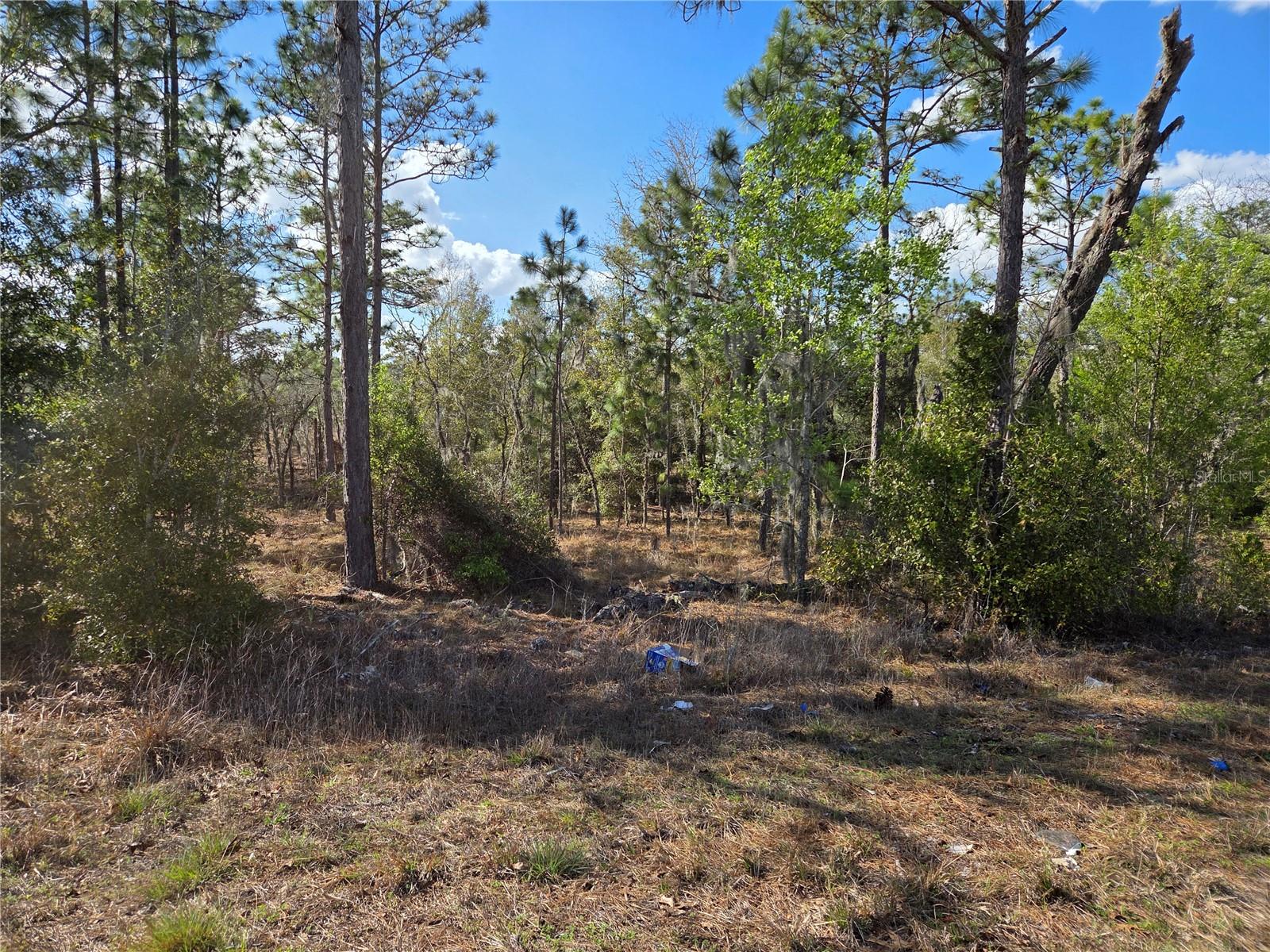 tbd NE 14TH PL, WILLISTON, FL, 32696