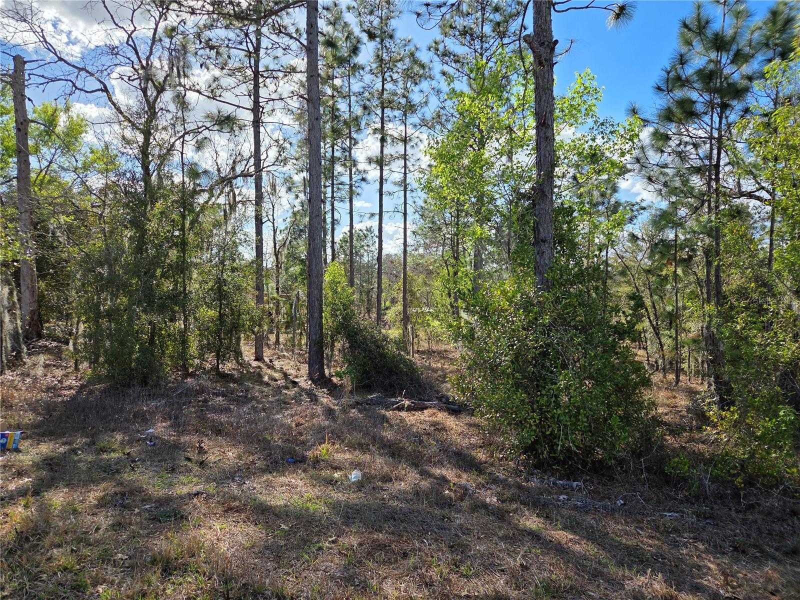 tbd NE 14TH PL, WILLISTON, FL, 32696
