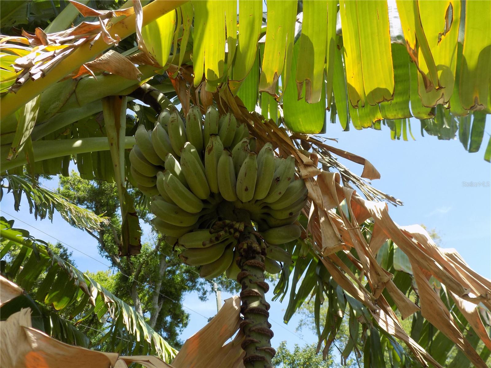 Here is another bunch!!!