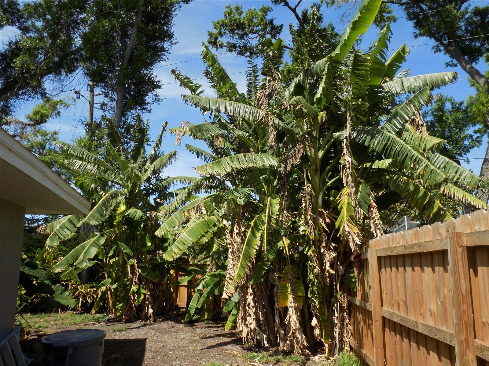 What are those trees?? They are fruit producing banana trees!!