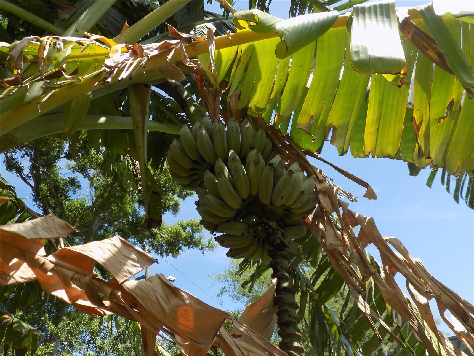 jAnd there they are!!! Imagine walking out to your back yard and picking your own fresh bananas!!