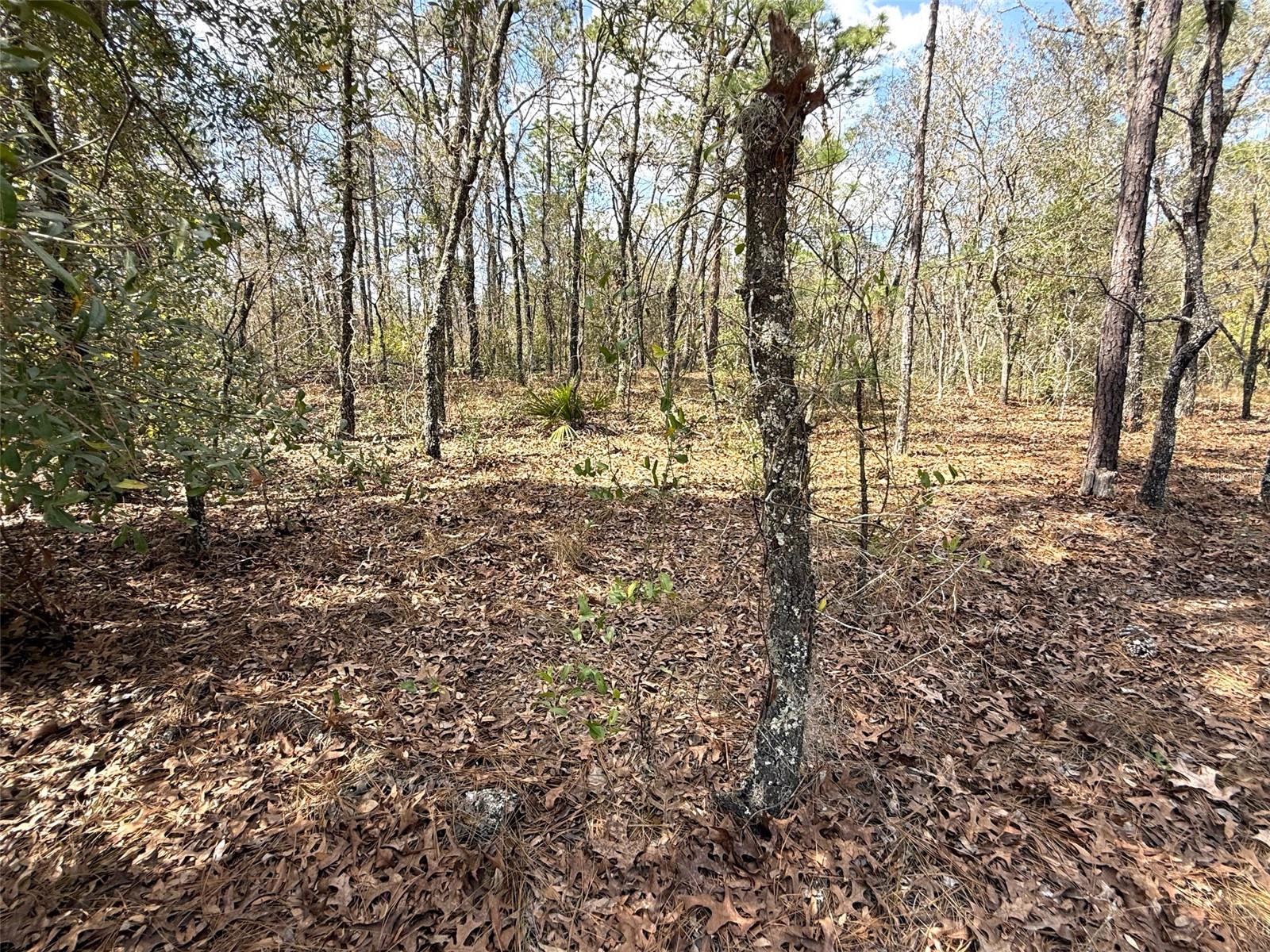 TBD SW 85TH PL, DUNNELLON, FL, 34432