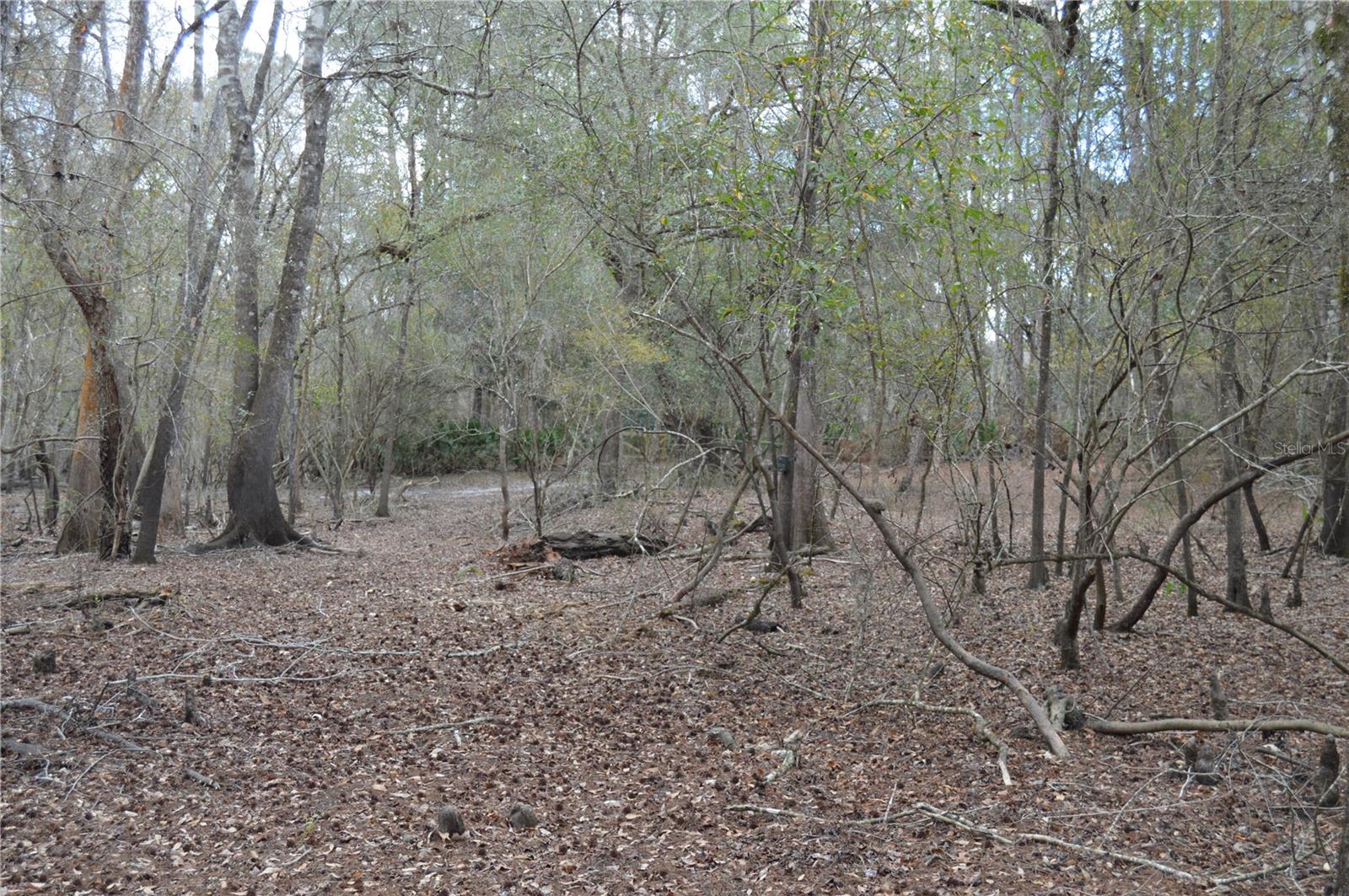 1459 NE 743 ST, CROSS CITY, FL, 32628