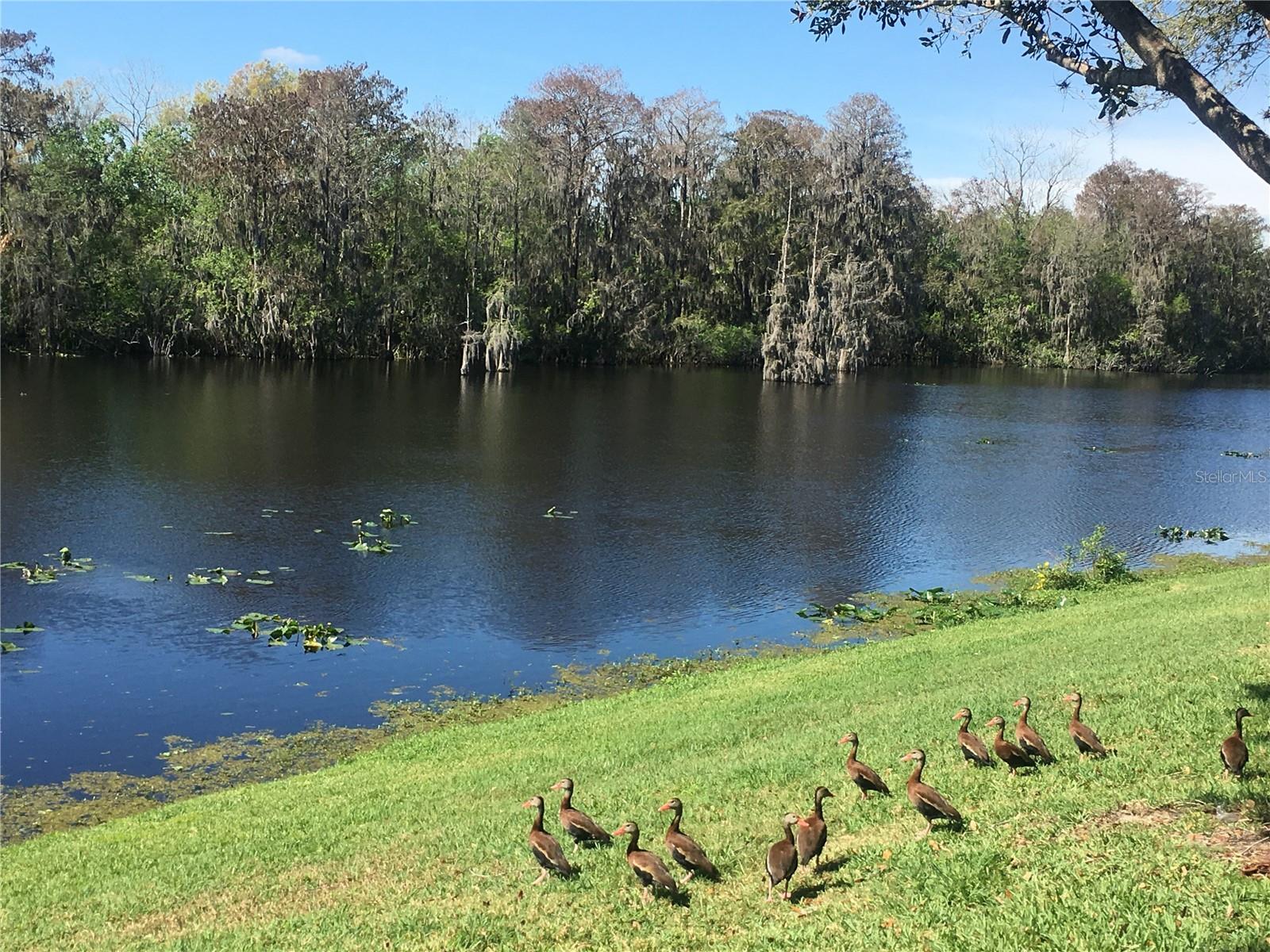 7433 TERRACE RIVER DR, TAMPA, FL, 33637
